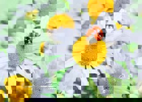 کنترل بیولوژیک آفات