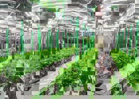 نورپردازی تخصصی گلخانه