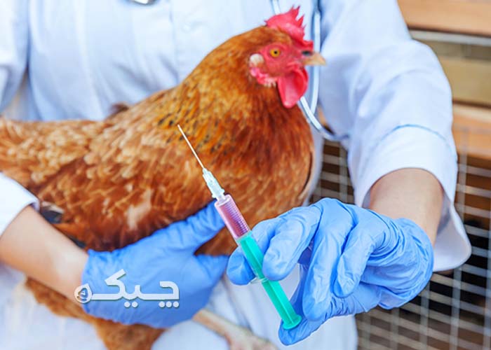 خدمات دامپزشکی طیور در محل